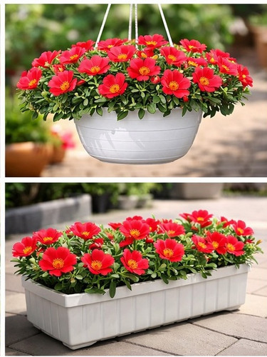 Sundance Red Portulaca 16.jpg
