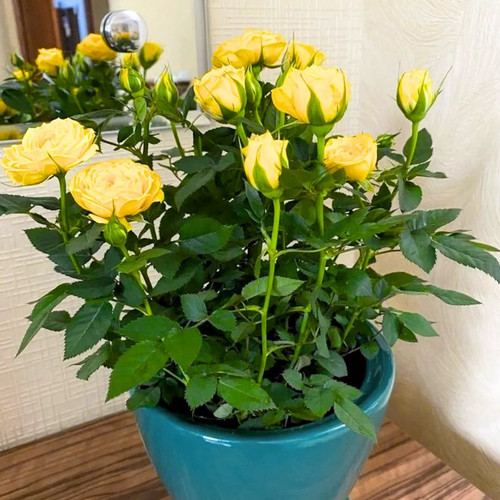 Yellow Rose Plant.jpg
