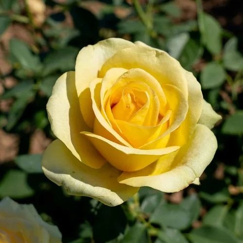 shutterstock 1973086895 500x500.jpg