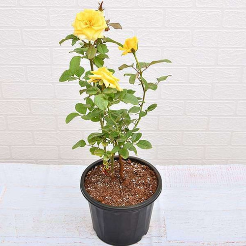nurserylive plants rose yellow p.jpg