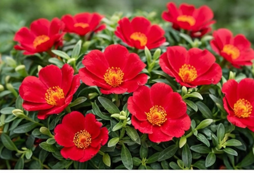 Deep Red Moss Rose04.jpg