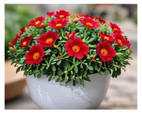 Deep Red Moss Rose07.jpg