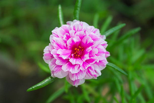 Portulaca flower.jpg