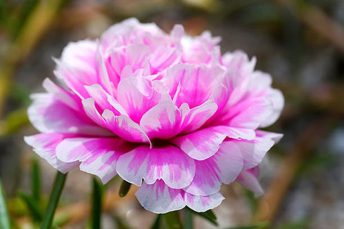 portulaca flower in the garden.jpg