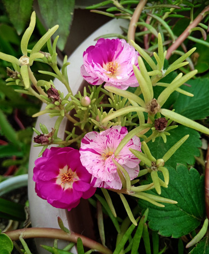 Bicolor Portulaca.jpg