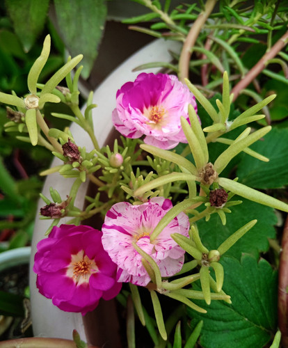 Bicolor Portulaca 1.jpg