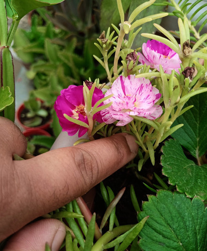 Bicolor Portulaca 2.jpg