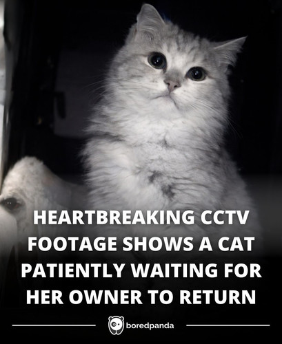 HEARTBREAKING CCTV FOOTAGE SHOWS A CAT PATIENTLY WAITING FOR HER OWNER TO RETURN.jpg
