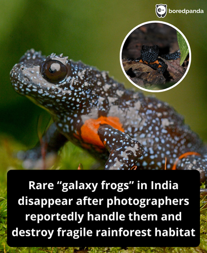 243. ‘Magical’ galaxy frogs disappear after reports of photographers destroying their habitats.png