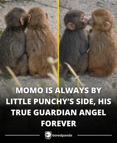 MOMO IS ALWAYS BY LITTLE PUNCHY’S SIDE, HIS TRUE GUARDIAN ANGEL FOREVER.jpg