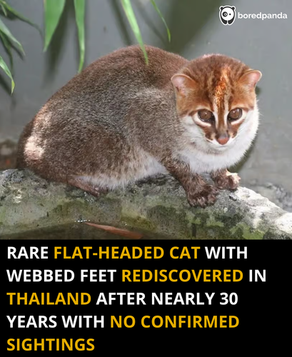 245. One of the world’s rarest wild cats with webbed feet has been rediscovered after 30 years.png