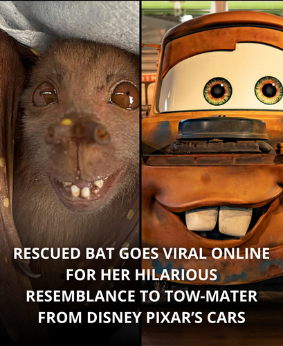 244. Rescued bat goes viral for looking like Mater from Cars.png
