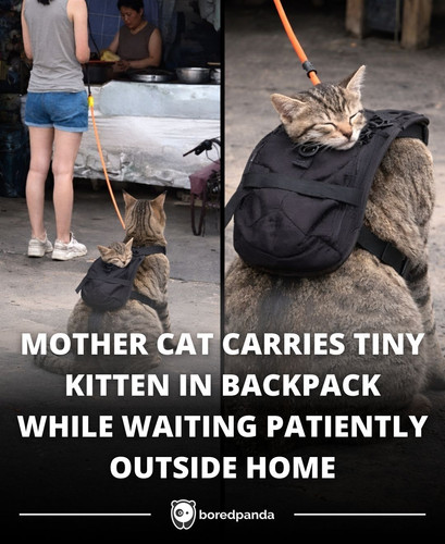 MOMO IS ALWAYS BY LITTLE PUNCHY’S SIDE, HIS TRUE GUARDIAN ANGEL FOREVER (1).jpg