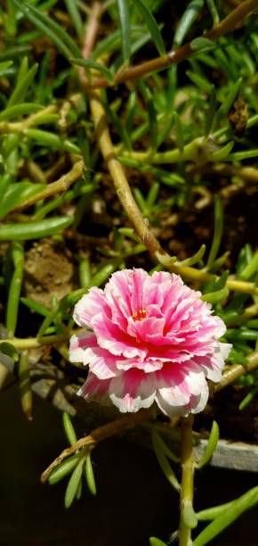 Purslane flowers usually bloom in the morning. during the day the blooming purslane flowers will beg.jpg