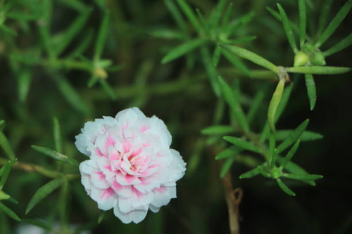 Purple Moss-rose, Purslane tree in background blur.jpg