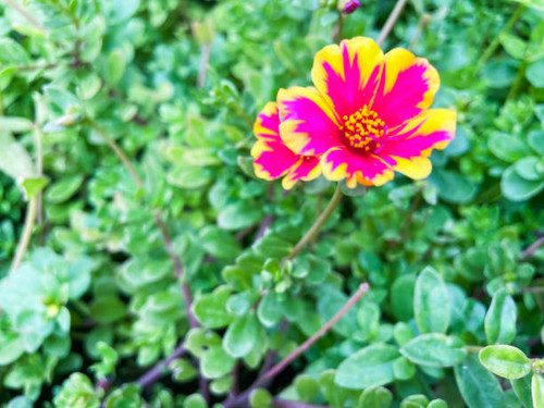 Dok Khun Nai Tuen Naturally beautiful lines.jpg