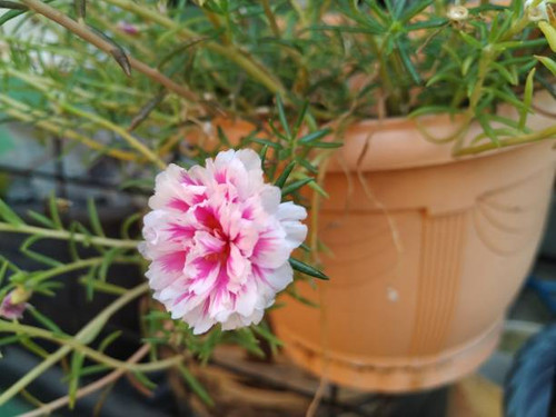 red flowers bloom and green leafs of garden plant.jpg