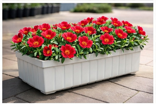 Deep Red Moss Rose10.jpg