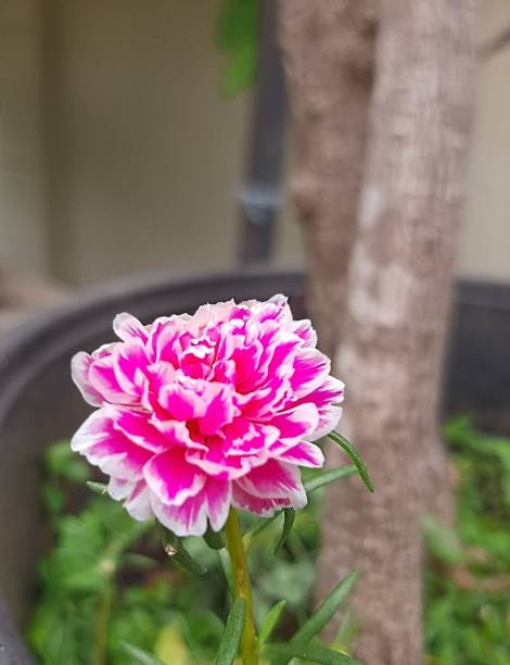 Purslane roses or rose moss is an ornamental plant. This plant is also called the nine o'clock flowe.jpg