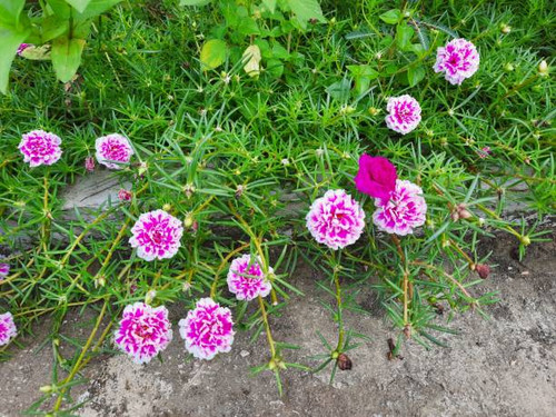 Red flowers from family garden.jpg