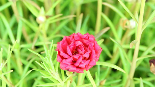 Time lapse of red portulaca flower blooming.jpg