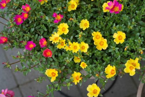 Portulaca plant.jpg