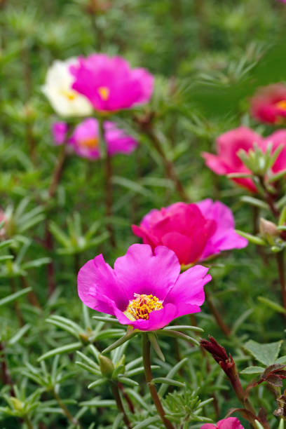 Portulaca oleracea flowers photographed close-up. Ornamental vegetation in the garden..jpg