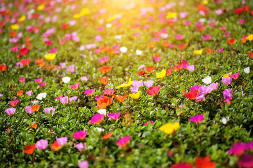 Selective focus of Portulaca or Little Hogweed flowers and sunlight.jpg