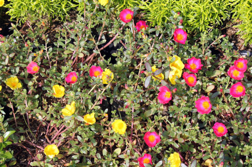 colorfull grass flower background, wall grass.jpg