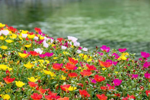 Variety of colors of morning flower with river background..jpg