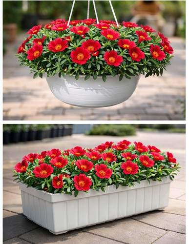 Deep Red Moss Rose22.jpg