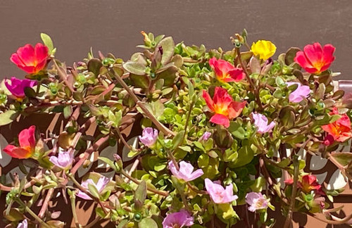 Portulaca umbraticola also known as the wingpod purslane, is a perennial succulent in the genus of f.jpg