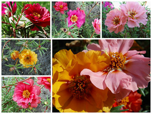 The photo shows a collage of purslane flowers.jpg