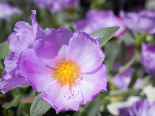 A little purple flower in my garden.jpg