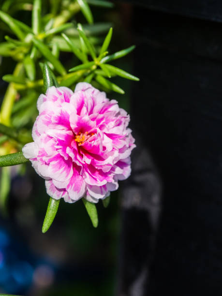 Portulaca flowers in morning.jpg