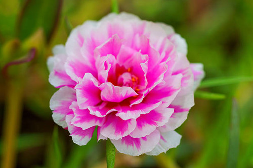 Portulaca flowers at the garden in morning.jpg