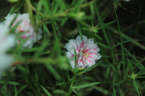 Portulaca flowers in the garden..jpg