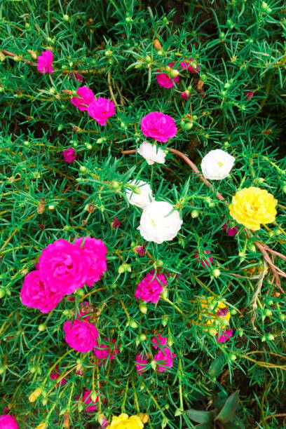Portulaca grandiflora moss rose vintage film floral blooms.jpg