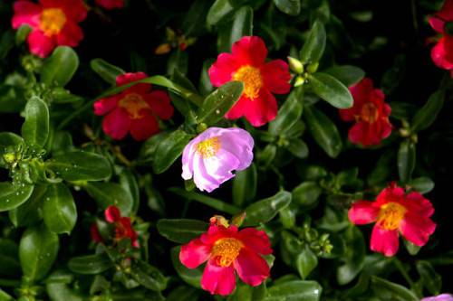 Portulaca grandiflora is a succulent flowering plant in the family Portulacaceae, native to southern.jpg
