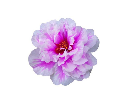 This image showcases a single, vibrant Portulaca flower, commonly known as a moss rose, against a cl.jpg
