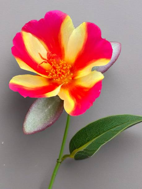 Red flower with yellow strip going thew the petals.jpg