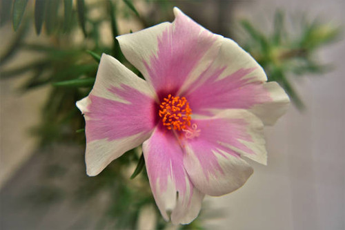 The white and pink flower and the details of the androceu with pollen from the Portulaca grandiflora.jpg