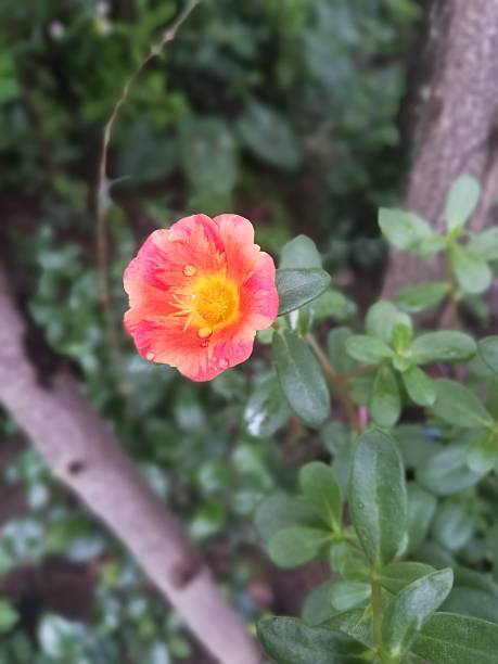 The beautiful orange flower view on the plant  in the garden.jpg