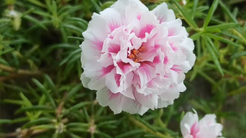 pink and white combination flower in my garden.jpg