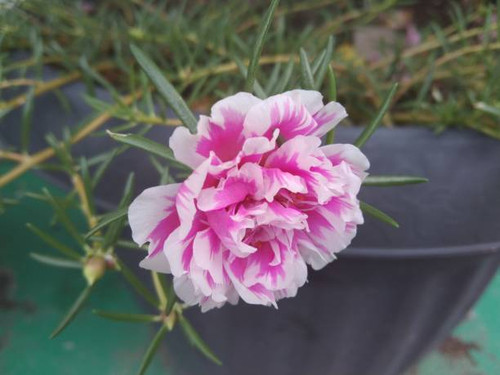 the beauty of pink flowers planted in close up.jpg