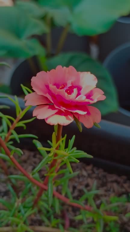 The pink moss rose on the pot.jpg