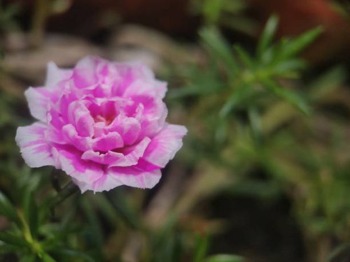 extreme close-up, pink flowers with slightly white edges, widely scattered in the yard, the scientif.jpg