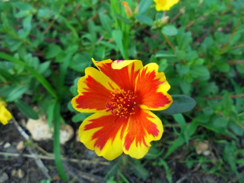 Rose moss is on ornamental plant os the genus portulacaceae..jpg