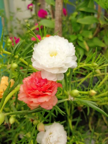 Close Rosemoss flower background.jpg