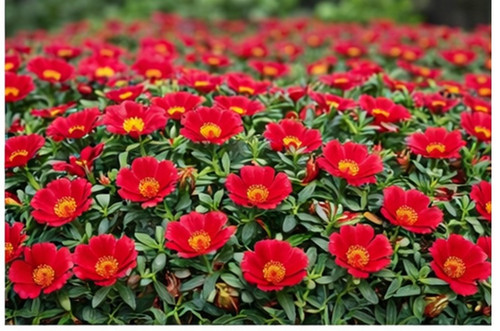 Deep Red Moss Rose11.jpg